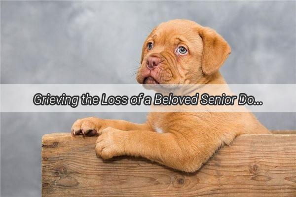 Grieving the Loss of a Beloved Senior Dog A Heartwarming Guide to Honoring Their Legacy